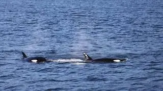 Orcas