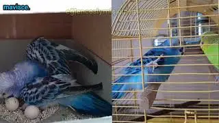 Maviş Turned into a Very Ferocious Bird During the Incubation Process... #birds #parrot #elevenlabs