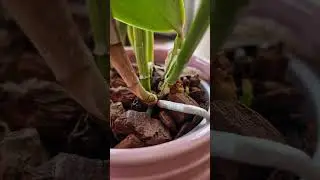 Cattleya orchids | Sheaths, eyes and new growths #orchidcare