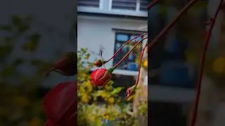 how to video shoot in pro mode mobile phone #teaching #youtubeshorts #youtube