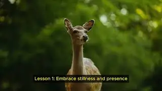 5 Life Lessons from Deer | Lessons & Practices
