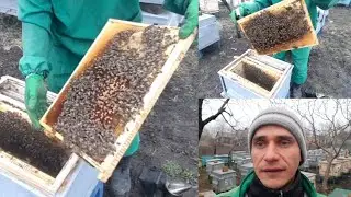 Хочеш швидкого розвитку сімей весною? Працюй! Давно так не робив!
