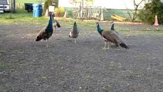 Peacock  boyz are just like other boyz..