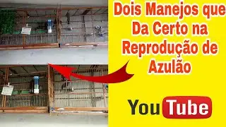 Como Reproduzir Azulão Da Maneira Correta? \ Dois Manejos Que da Muito Certo Na Reprodução