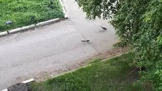 сороки & кошка