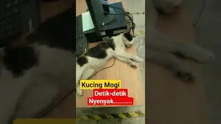 Detik-detik terlelap nyenyak #shorts