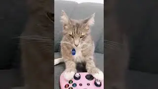 El gato gamer no exist...💙 #gatos