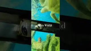 Fish World At Cox Bazar