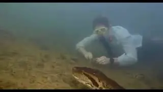 Анаконда.