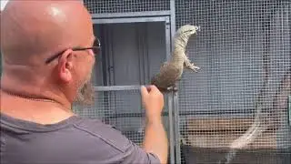 moe the monitor..Lace monitor