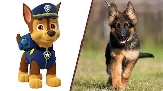 PAW Patrol in real life! All Characters
