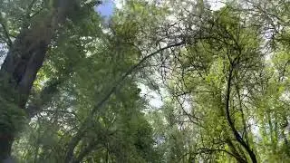 Sky, bird sounds, the heronry
