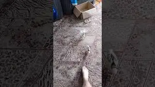 Кот и цыплята