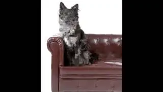 9 Unique Dog Breeds You've Never Seen