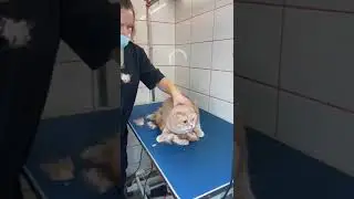 Как кот ведет себя на груминге. Стрижка под льва.