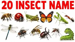 20 Insect Names in English and Hindi 🐞 | Learn Insects for Kids | 20 Insect Names for Kids