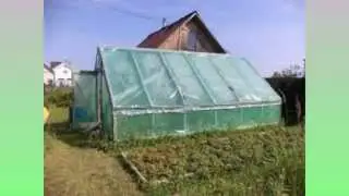 Высадка рассады огурцов в теплицу