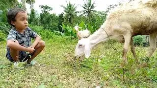 belajar memberi makan kambing !! #shorts #hewan #kambing