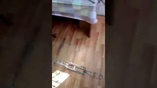 Проходной капкан. На бобра.
