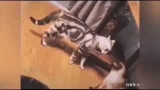 Коты, которые освоили кунг-фу
