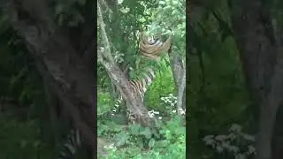 Тигриная когтеточка. ПАРК ЗЕМЛЯ ПРАЙДА 🌿 #zoo #tiger #архив