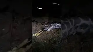 What Happened to the python that eats the peacock?