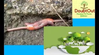 Characteristics Of Living Organisms Biology NEET