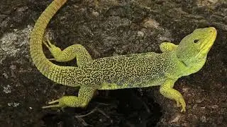 Listen to why lizards need to be killed#tiktiki#টিকটিকি
