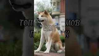 🍿 Топ 10 фильмов про собака 🍿