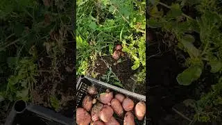 20 августа 2024 г.