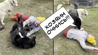 Реакция волкособа Гулдана на умирающего хозяина.