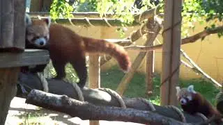 Red Panda Mother and Baby Explore | Banham Zoo