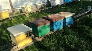 Bees were poisoned, what should you do in this case???