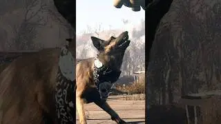 #Dogmeat ain't a snitch... #Fallout #videogames #bethesda
