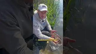 Поймал леща-МУТАНТА!😳 кто знает, отчего он такой? #fishing #рыбалка #рыбалкавидео #carpfishing