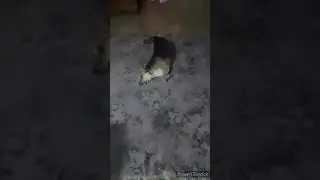 Собака Танцует Брейк Данс! Танцующая Собака! Смешное Видео 