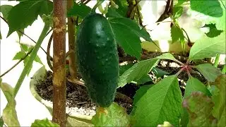 Огурцы на балконе