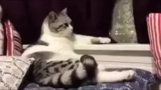 Danışmada kimse yokmuş gibi zile basan kedi