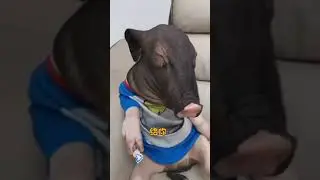 Babi Pelit yg Lucu