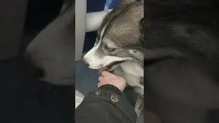 Дорога домой!