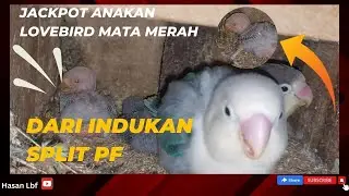 Jackpot anakan lovebird mata merah (PF) dari indukan split pf