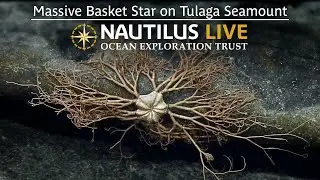 Massive Basket Star on Tulaga Seamount | Nautilus Live
