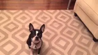 Tippi Boston Terrier Shows Her Trick