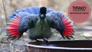 ТУРАКО🐦/Бананоед который не ест бананы🐦🍌🐦