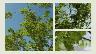 Healthy Trees Healthy Cities Training Video Series: Leaf Defoliation
