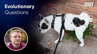 Why do dogs pee on stuff? Evolutionary Question # 7