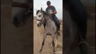 ноокат ат