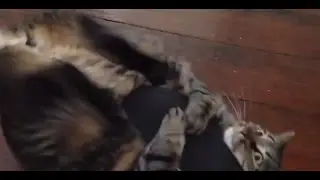 StaFF WTF КОТ И ТАПОК