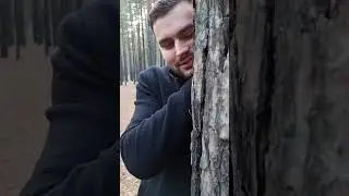 маэстро в сосновом лесу