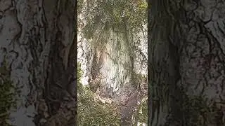 Мальчик на кареглазом олене перед черноглазой старухой и черноглазой, зубастой собакой Баскервилей.